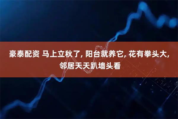 豪泰配资 马上立秋了, 阳台就养它, 花有拳头大, 邻居天天趴墙头看